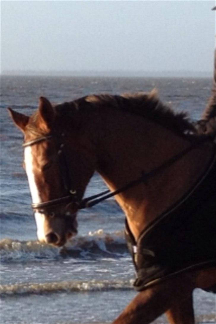 Trakehner Holmegårdens Sultana billede 5