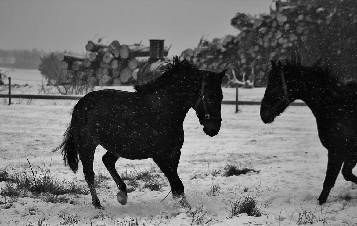 Anden særlig race Cornelia - Leg på folden den 29 januar 2012, Cornelia og Venedig :-) <3 billede 16