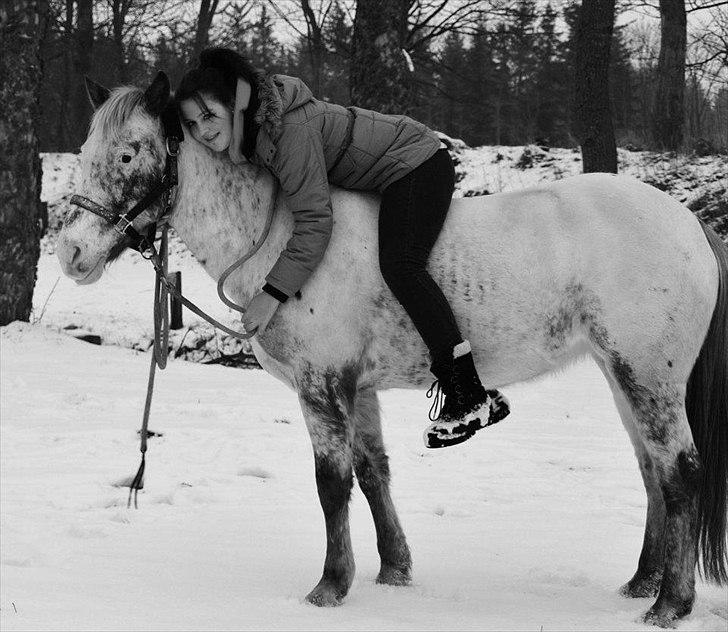 Hollandsk Sportspony Tiger - My soulmate<3 (Snoopy) - 29-01-2012 - RUS billede 2