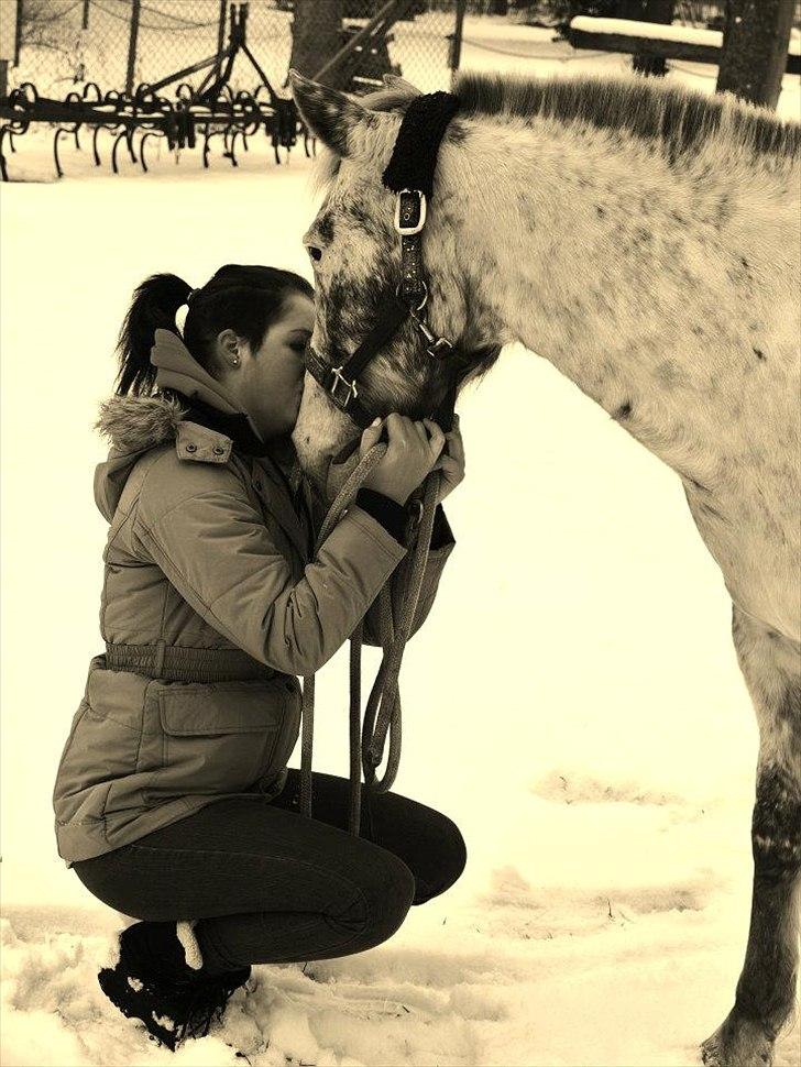 Hollandsk Sportspony Tiger - My soulmate<3 (Snoopy) - 29-01-2012 - RUS billede 1