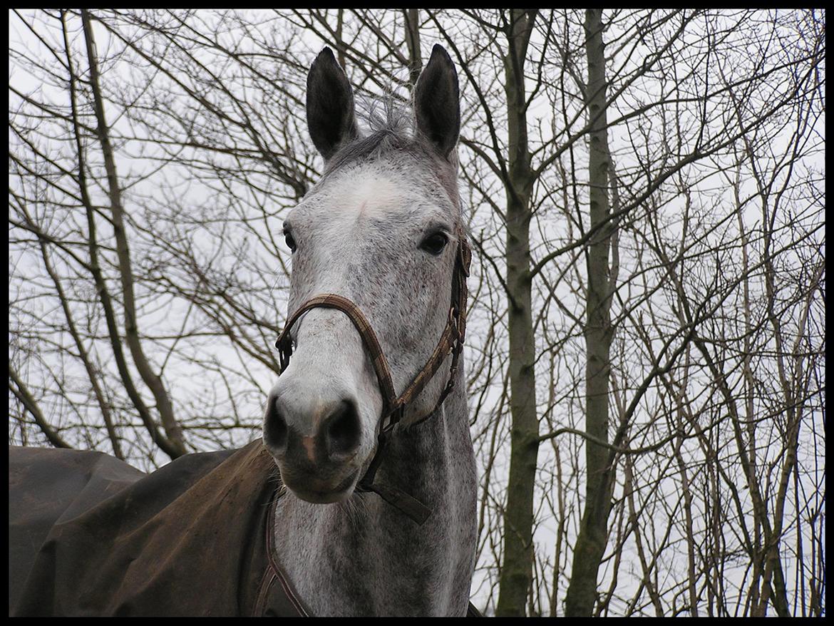 Holstener - Picadelly - *Dullen på folden, efteråret 2008* billede 17