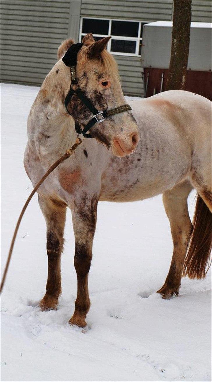 Hollandsk Sportspony Tiger - My soulmate<3 (Snoopy) - 29-01-2012 - RUS billede 3