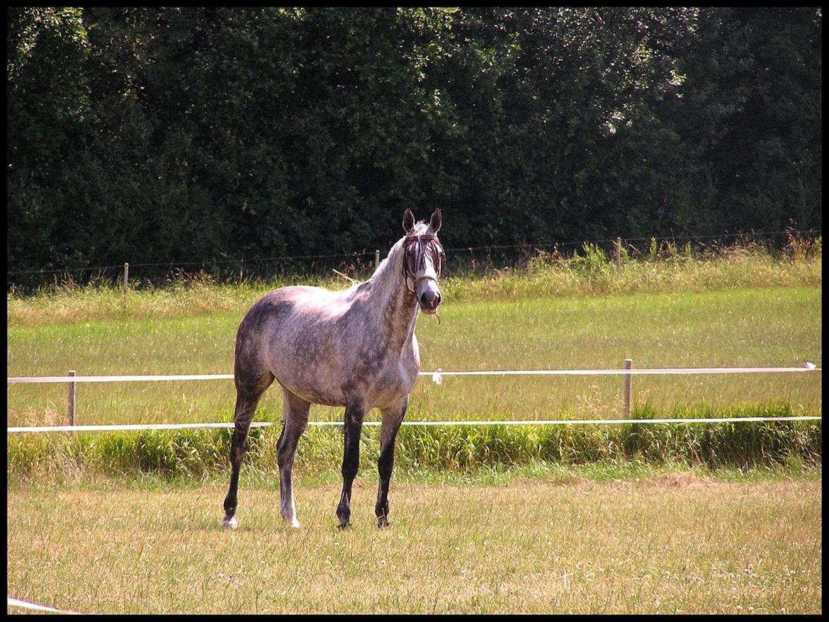 Holstener - Picadelly - *Dullen på sommergræs, sommeren 2009* billede 18