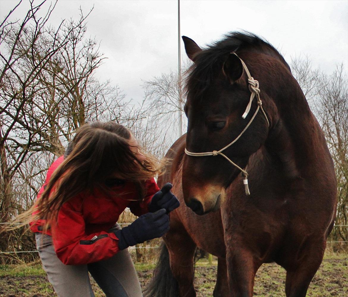 Anden særlig race Cornelia - "aha! så det er sådan, jeg skal gøre" Hahahahha, du sgu da for kær baby hest <3 billede 9