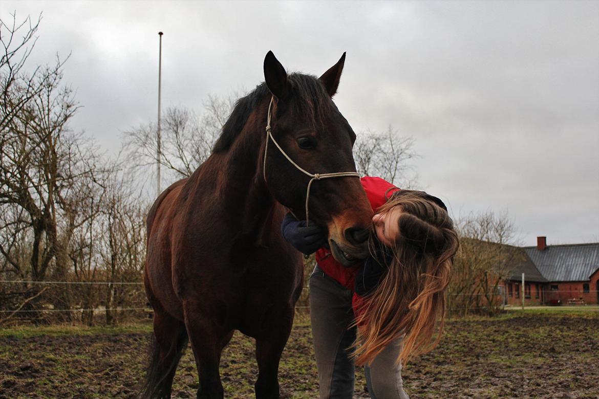 Anden særlig race Cornelia - møs til dig, søøøøde hestie <3 billede 8