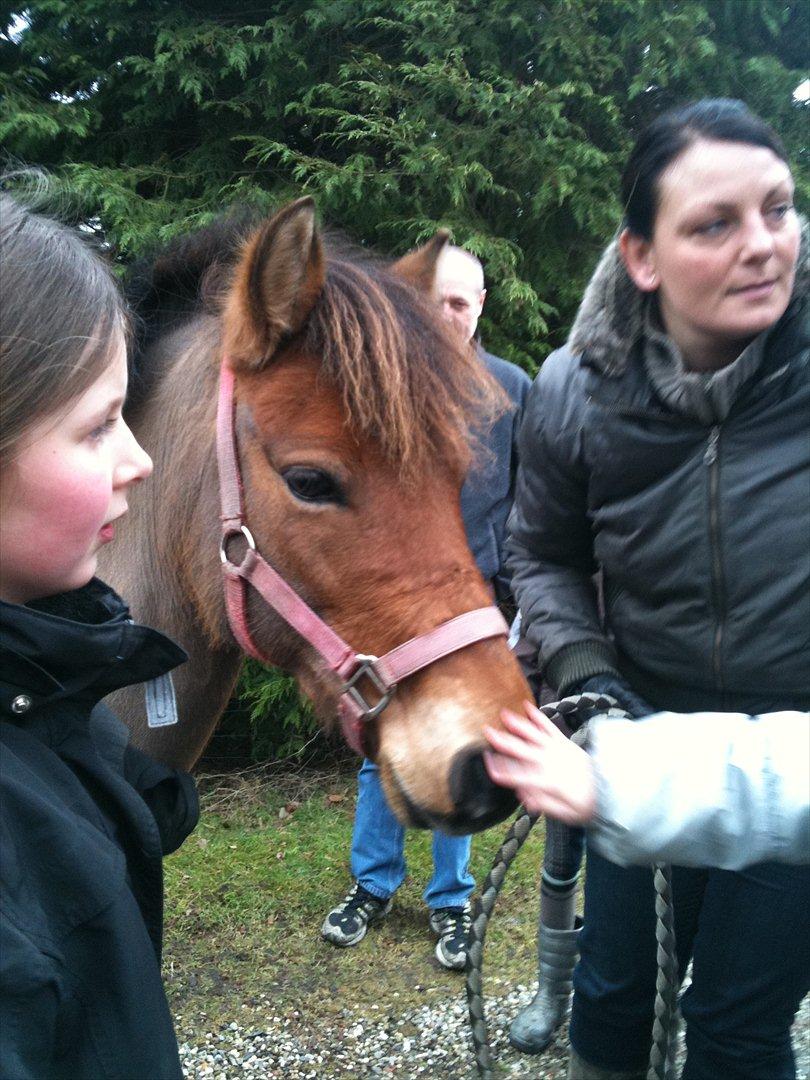Gotlandsruss Julie (Dulle) - Da Julie kom til rideskolen<3 billede 15