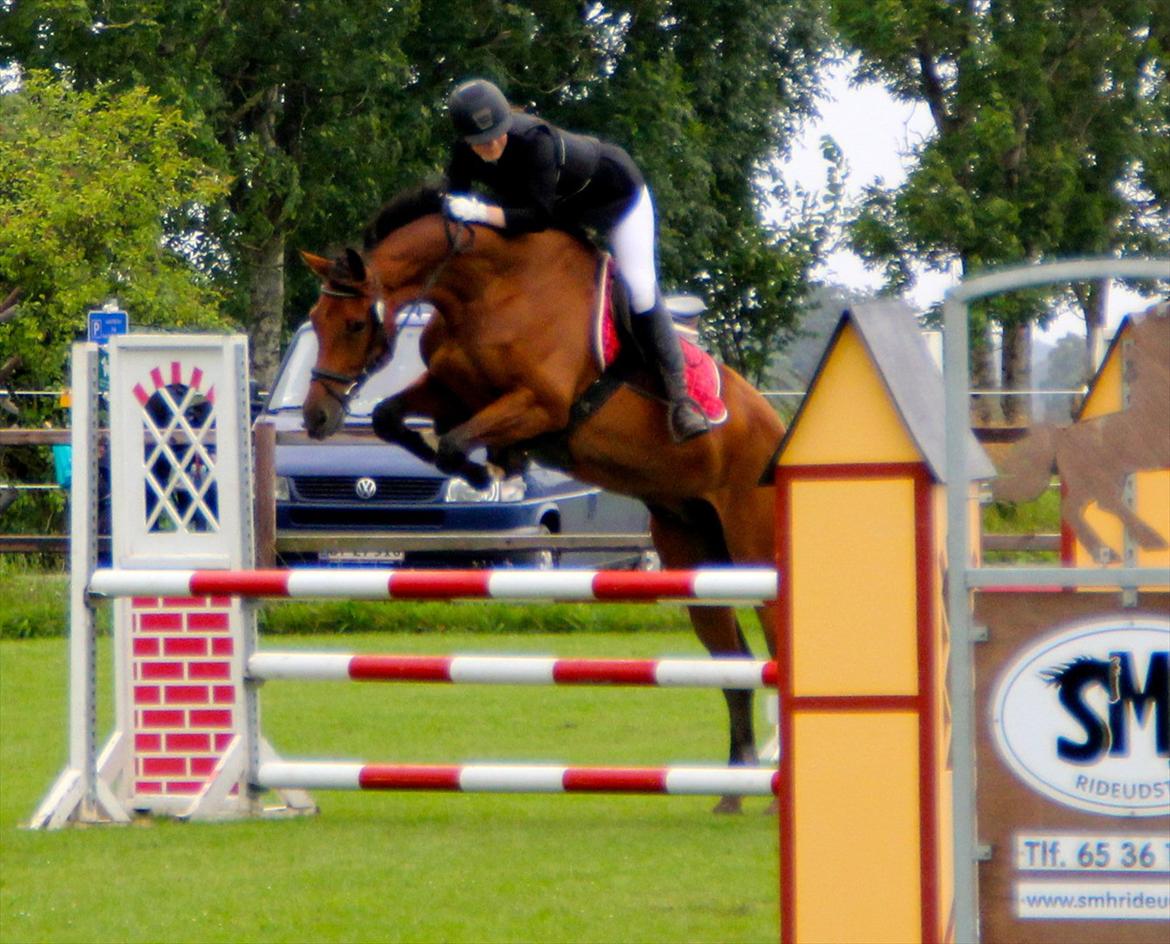 Dansk Varmblod Future Latino (Tino) billede 7