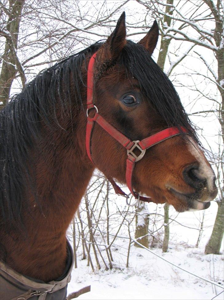 Arabisk fuldblod (OX) Ra´ja - Nyt billede taget d. 29/1 2012 billede 12