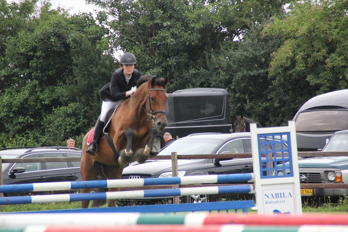 Dansk Varmblod Future Latino (Tino) billede 8