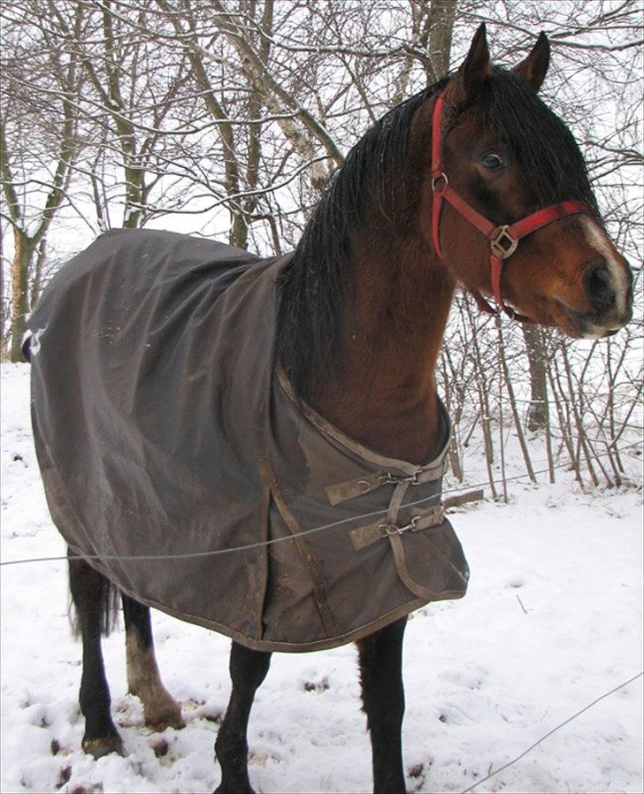 Arabisk fuldblod (OX) Ra´ja - Nyt billede taget d. 29/1 2012 billede 13