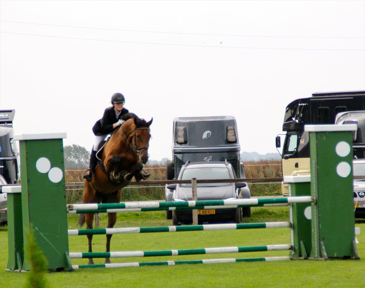 Dansk Varmblod Future Latino (Tino) billede 9