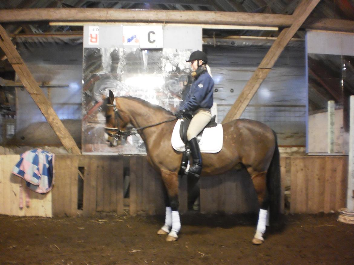 Anden særlig race Lazal << SOLGT >> - dressurtræning med Trine :) billede 10