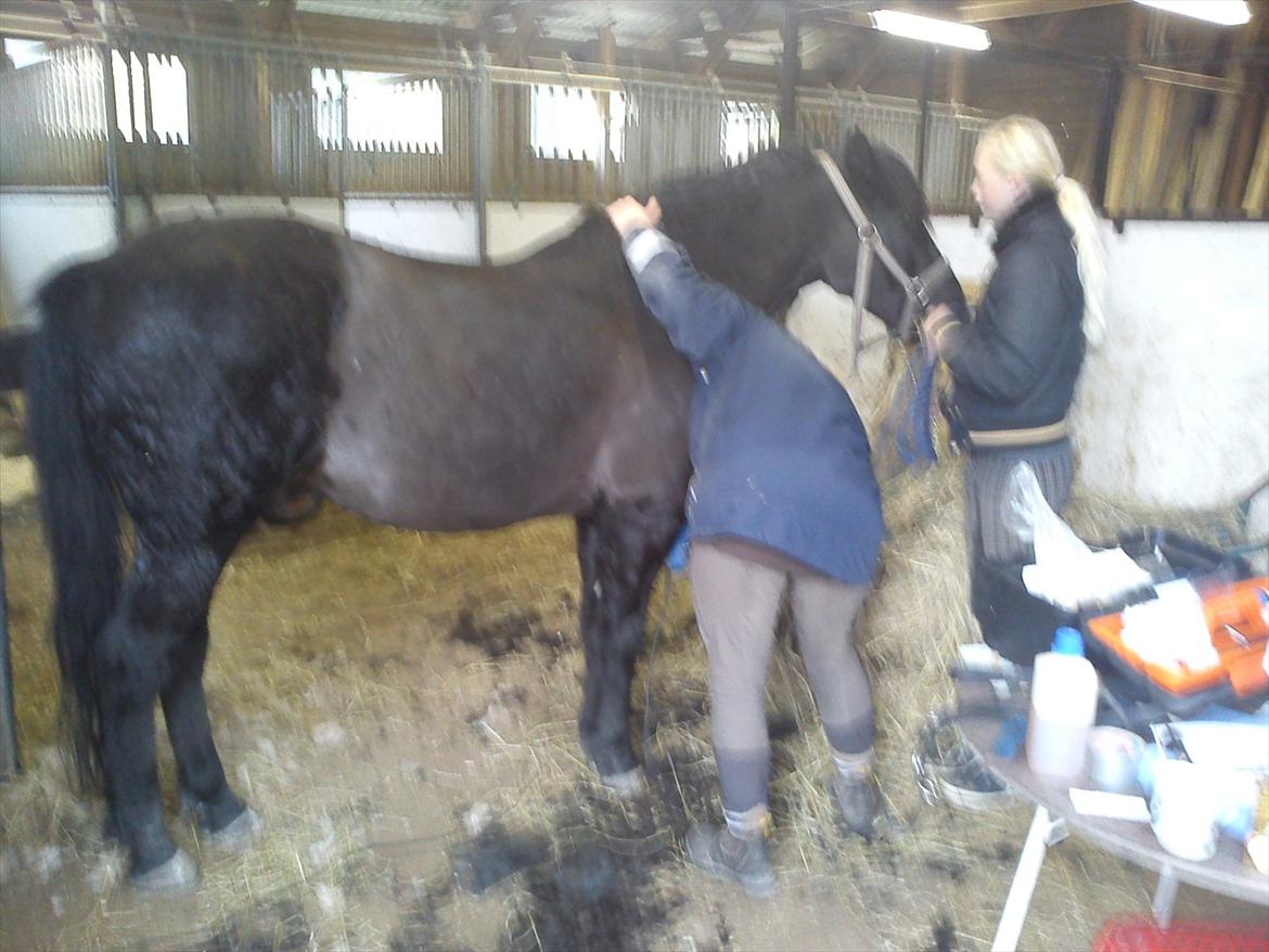 Hollandsk Sportspony Black Boy billede 6