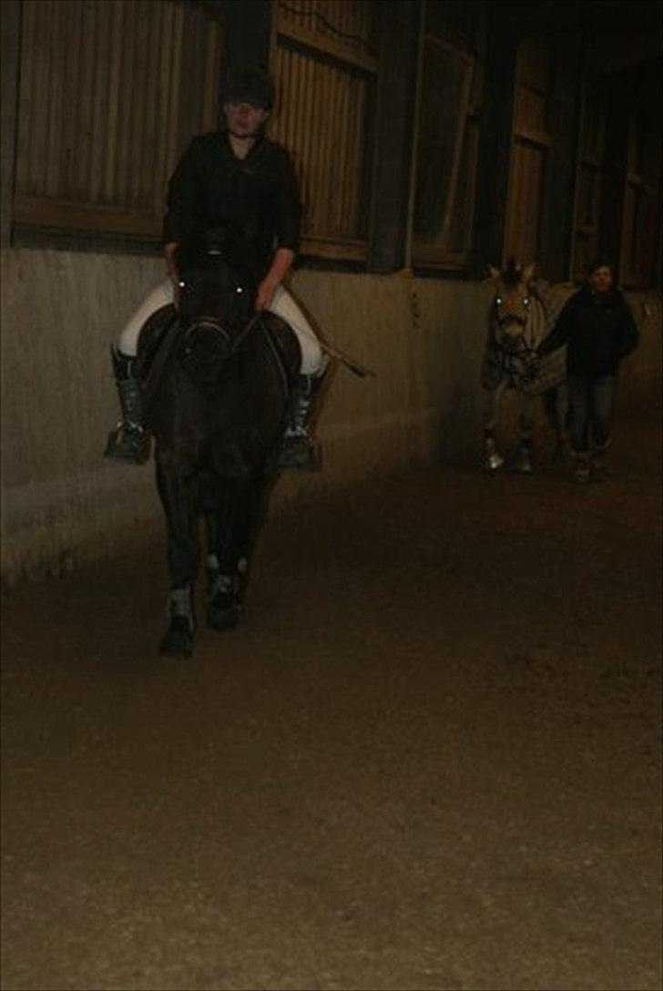 Hollandsk Sportspony Black Boy billede 7