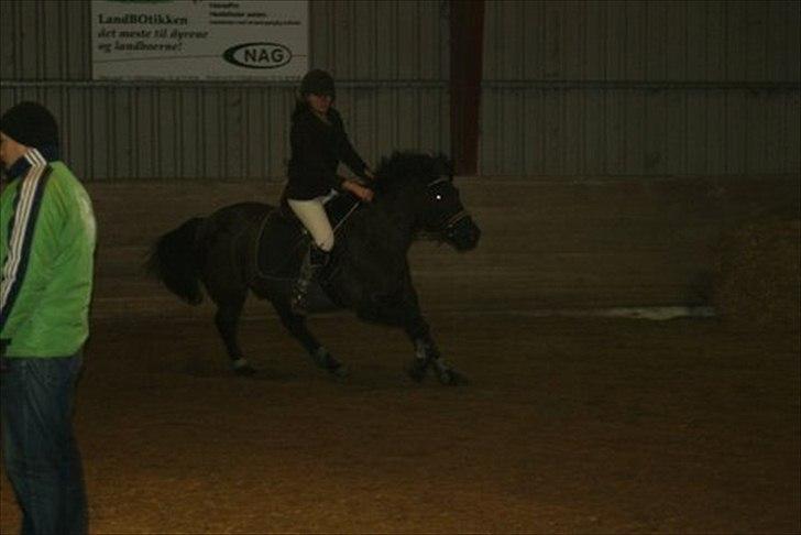 Hollandsk Sportspony Black Boy billede 8
