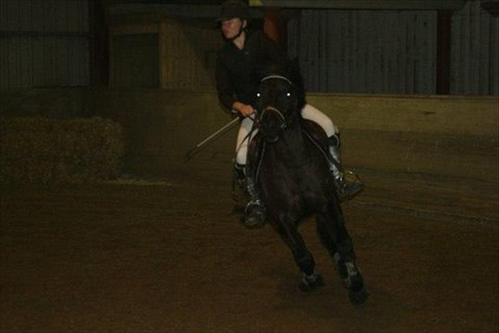 Hollandsk Sportspony Black Boy billede 9