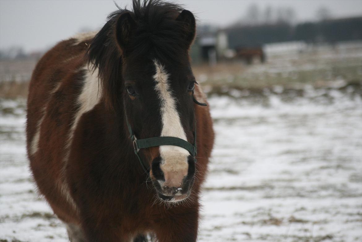 Anden særlig race ~||FRIDA||~<3 - Vinter- 2011. billede 6
