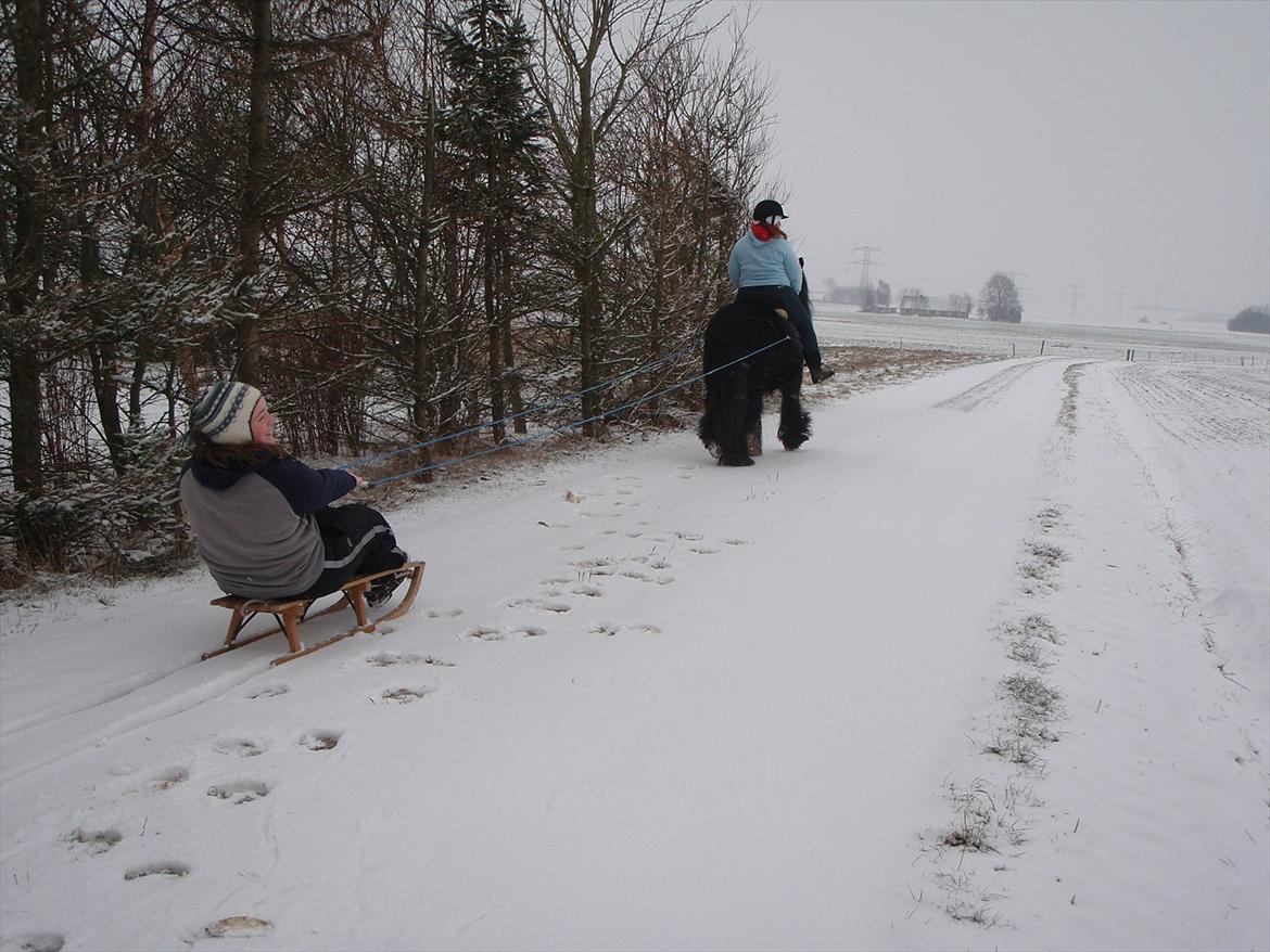 Irish Cob Himmelhest  Zafir - Kirstine bliver trækket af Zafir på kælk billede 5