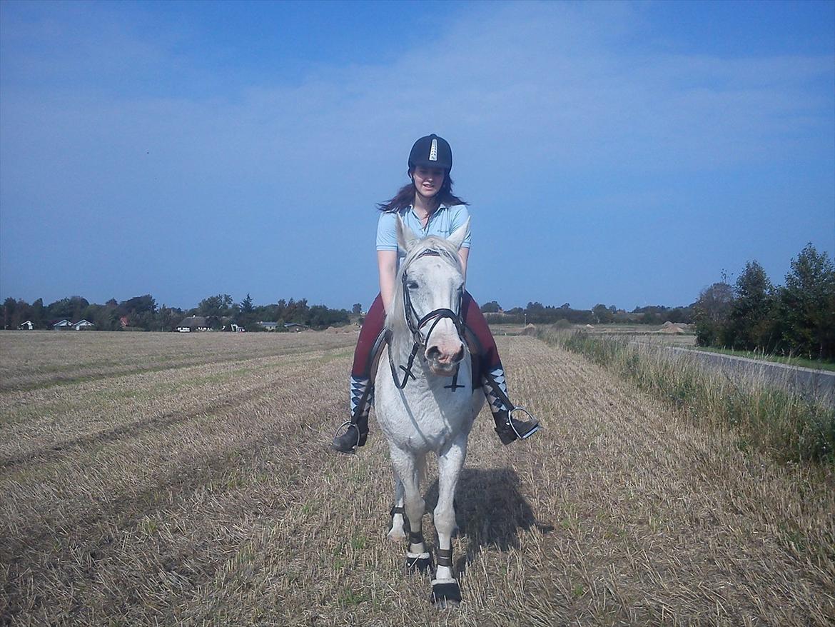 Pinto Savannah - Sommeren 2011 <3 billede 16