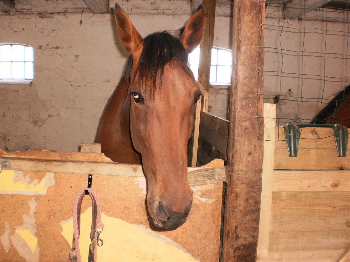 Anden særlig race  Købstrups Athene << Solgt >> - mors pige <3 billede 11