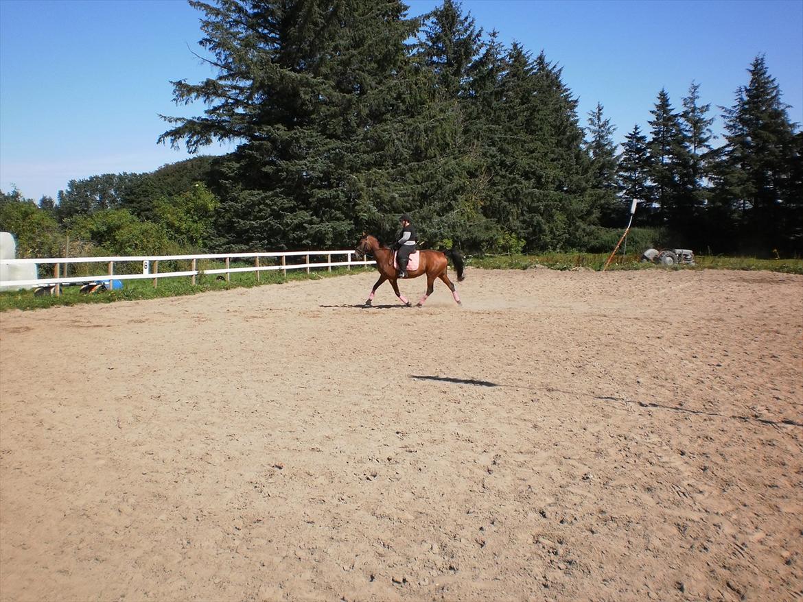 Anden særlig race  Købstrups Athene << Solgt >> - sommeren 2011 <3 billede 12