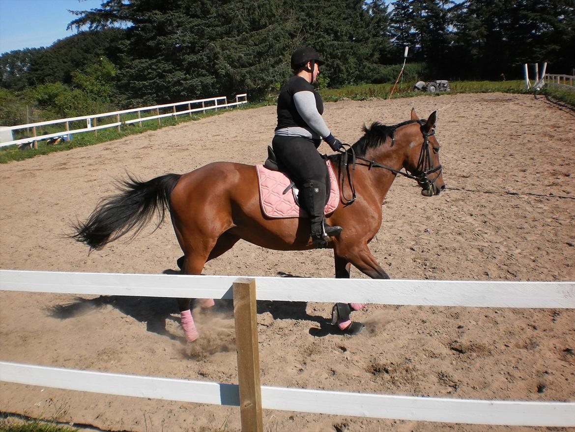 Anden særlig race  Købstrups Athene << Solgt >> - sommeren 2011 <3 billede 13