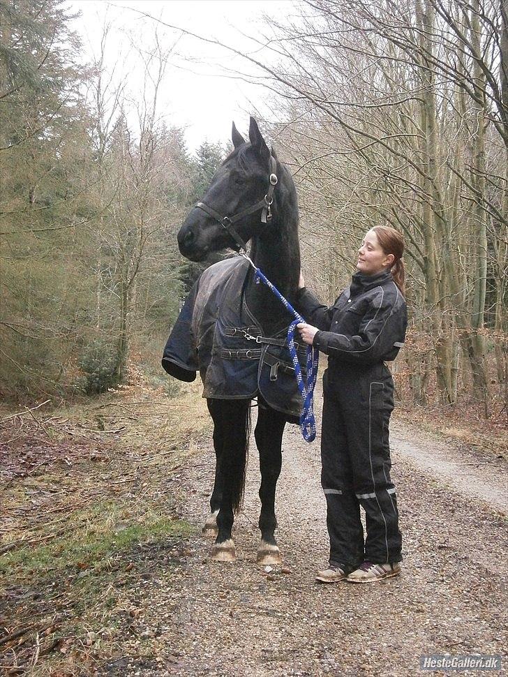 Dansk Varmblod Svalegårdens Maeztro <3 billede 14