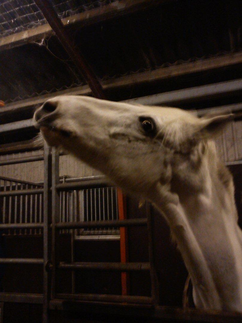 Pinto Savannah - Utålmodig <3 billede 18