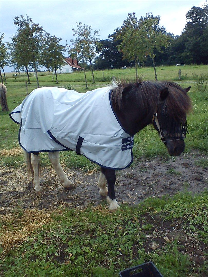 Islænder Mulle *MIN LILLE ISBAMSE* - Mulle på sommerfold, med sit nye regndækken:) ♥  billede 4