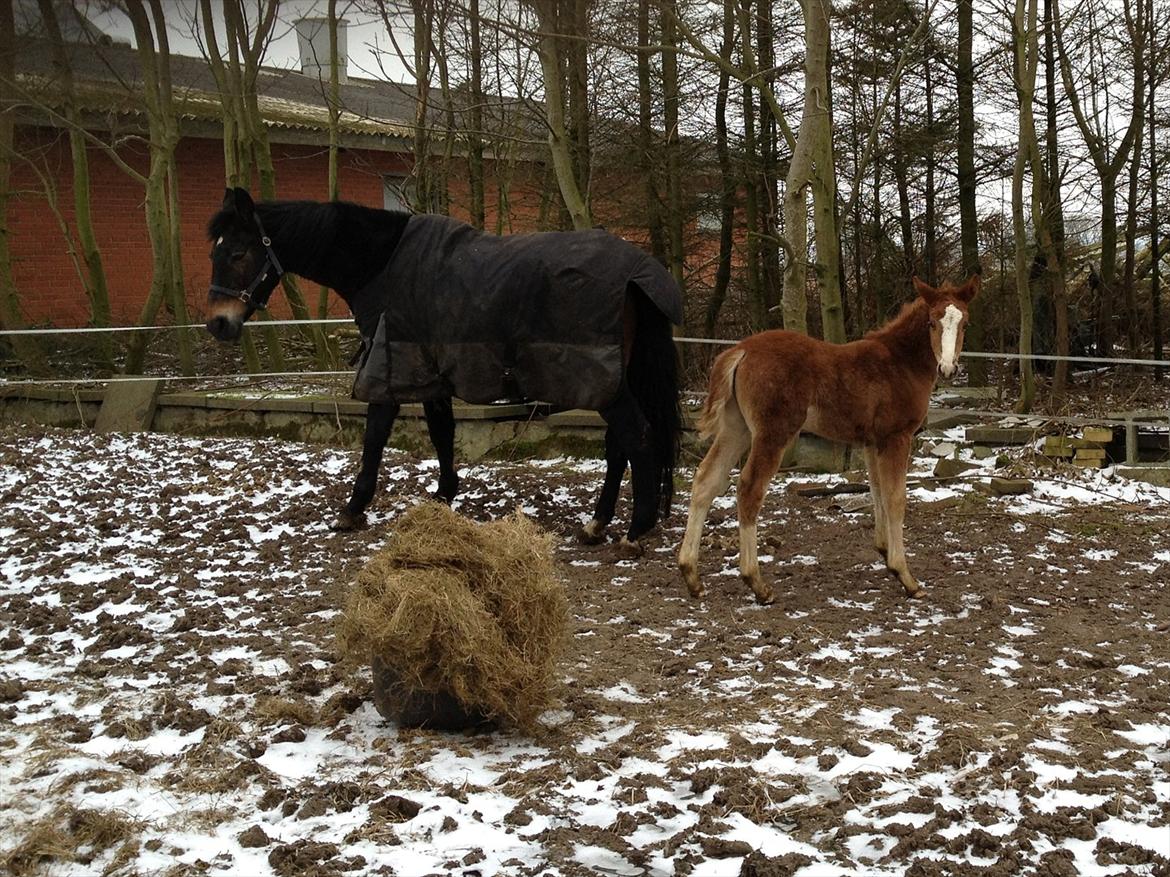 Anden særlig race Antos Zakita Julia Perfect - 28/1/2012.. Vinter-babyen Zakita <3 billede 16