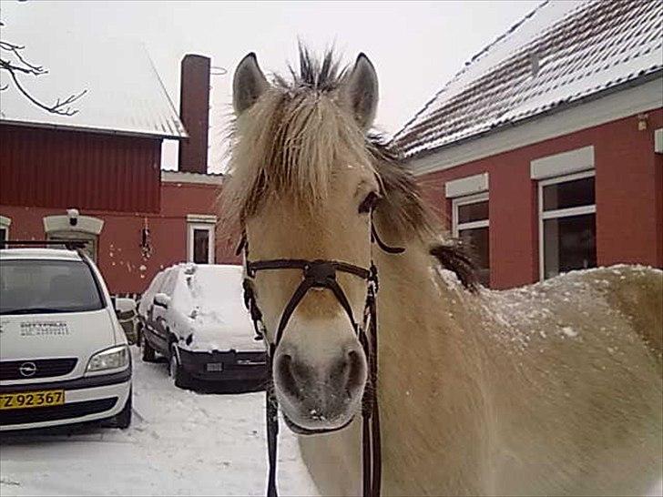 Fjordhest Rikke  billede 1