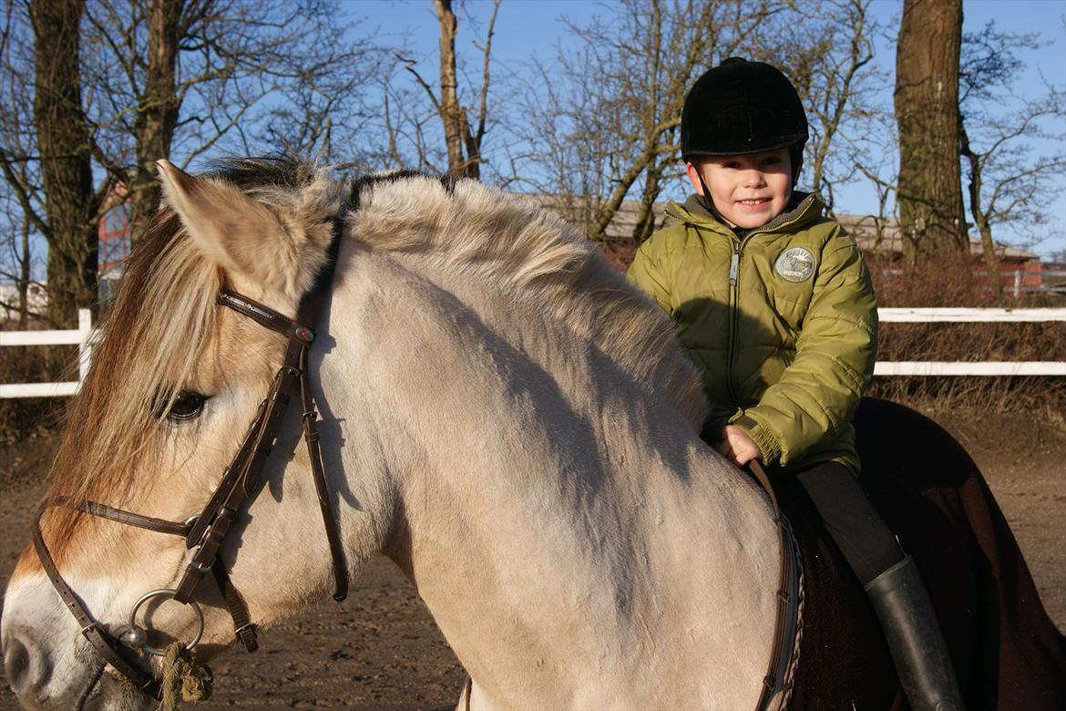 Fjordhest Baune Frølunde *SOLGT* - Baune og Oliver en skøn januardag. 2012 billede 1