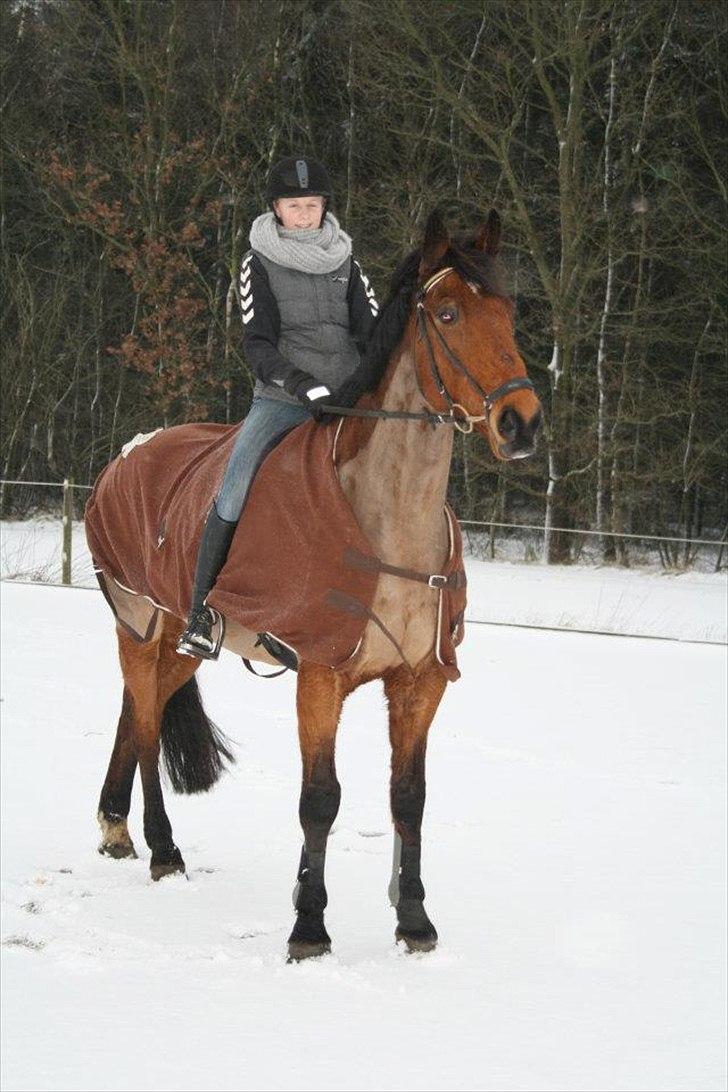 Holstener LASSE billede 16