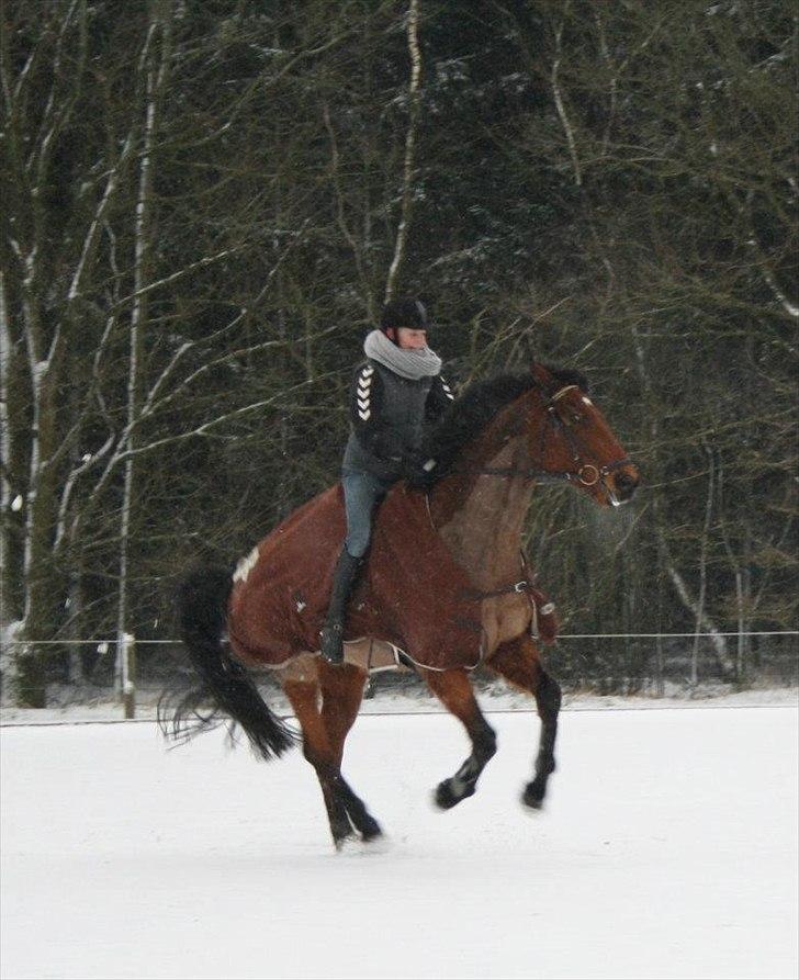 Holstener LASSE billede 15
