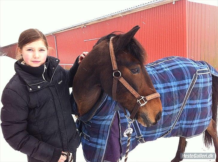 Irsk Hunter Chapman De La Cruz billede 5