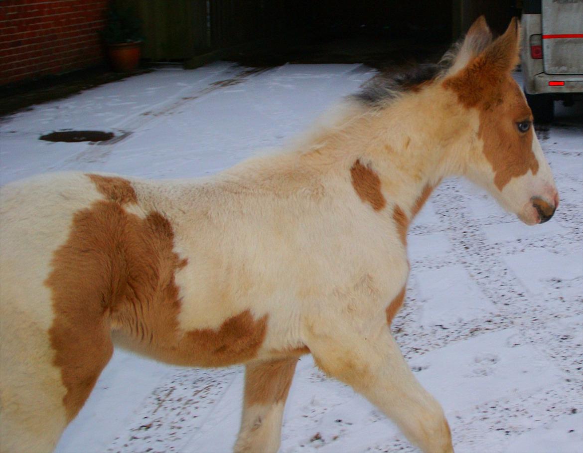 Irish Cob Crossbreed Indian Golden Winter  billede 2