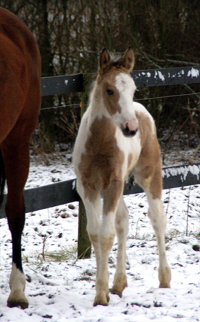 Irish Cob Crossbreed Indian Golden Winter  billede 8