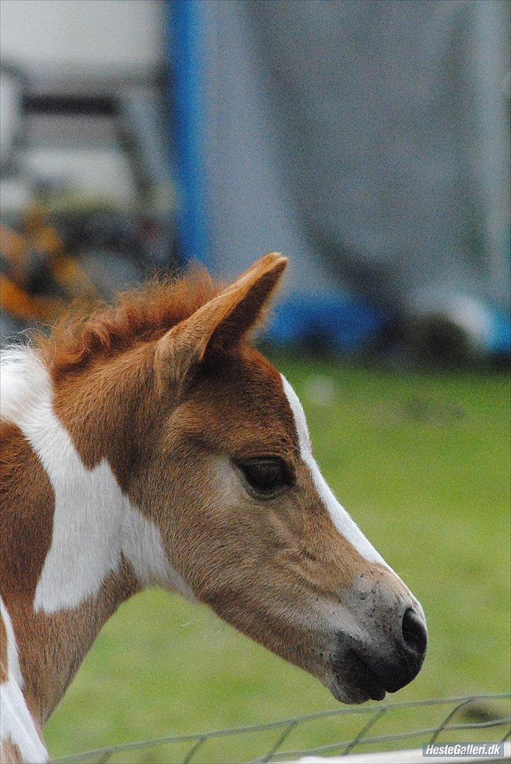 Anden særlig race Jell-O Diamond FLYTTET HJEM - MSP FOTO billede 7