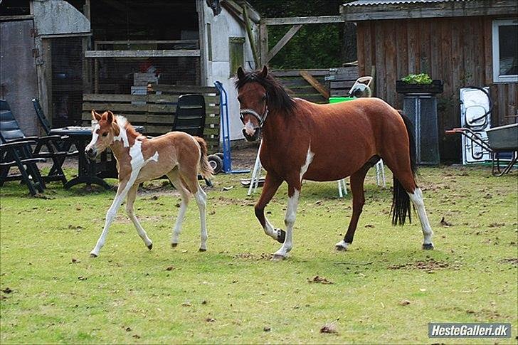 Anden særlig race Jell-O Diamond FLYTTET HJEM - MSP FOTO billede 13