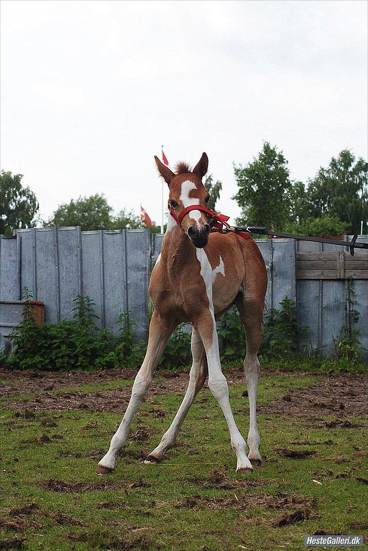 Anden særlig race Jell-O Diamond FLYTTET HJEM - MSP FOTO billede 6