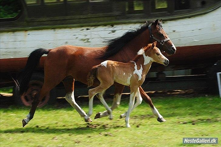 Anden særlig race Jell-O Diamond FLYTTET HJEM - MSP FOTO billede 15