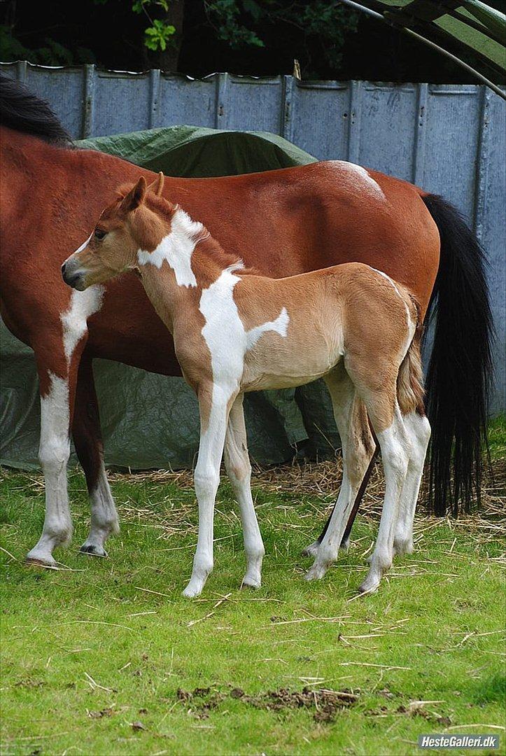 Anden særlig race Jell-O Diamond FLYTTET HJEM - MSP FOTO billede 16