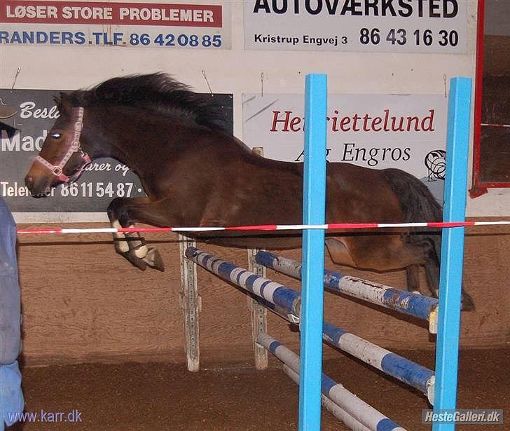 Anden særlig race Florina - Løs springning! ved ikke hvor højt hun sprang da hun ikke var min pony dengang XD billede 4