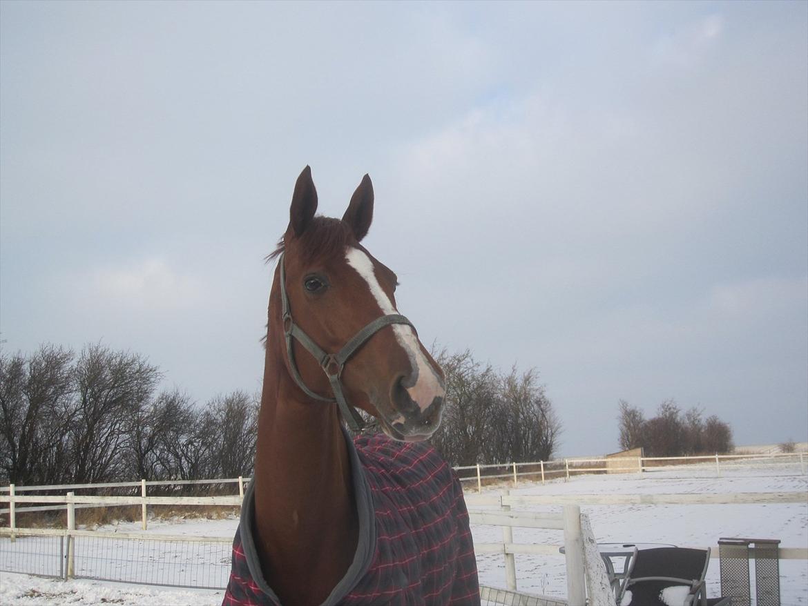 Hannoveraner Miss Red Diva billede 3