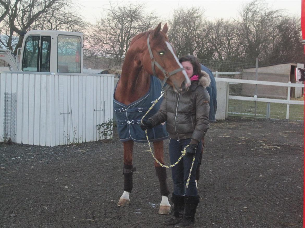 Hannoveraner Miss Red Diva - Lige ankommet til sit nye hjem<3 billede 4