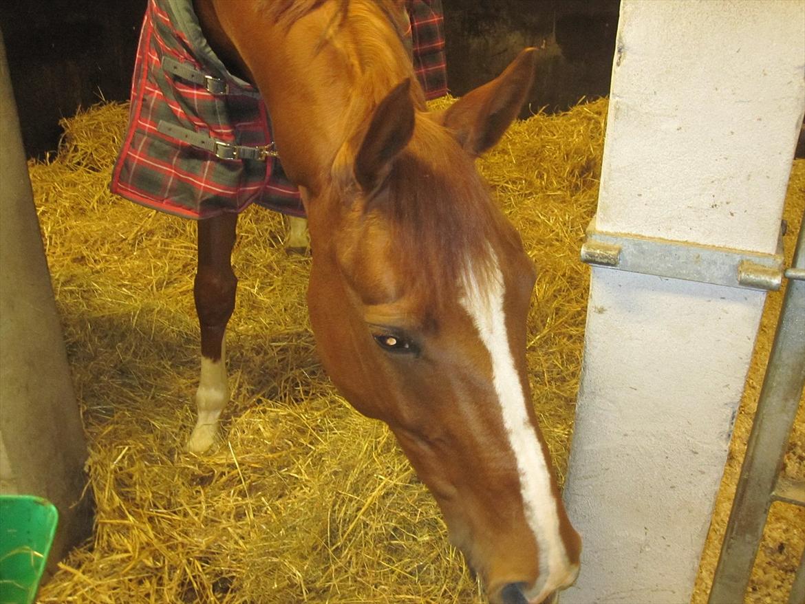 Hannoveraner Miss Red Diva billede 8