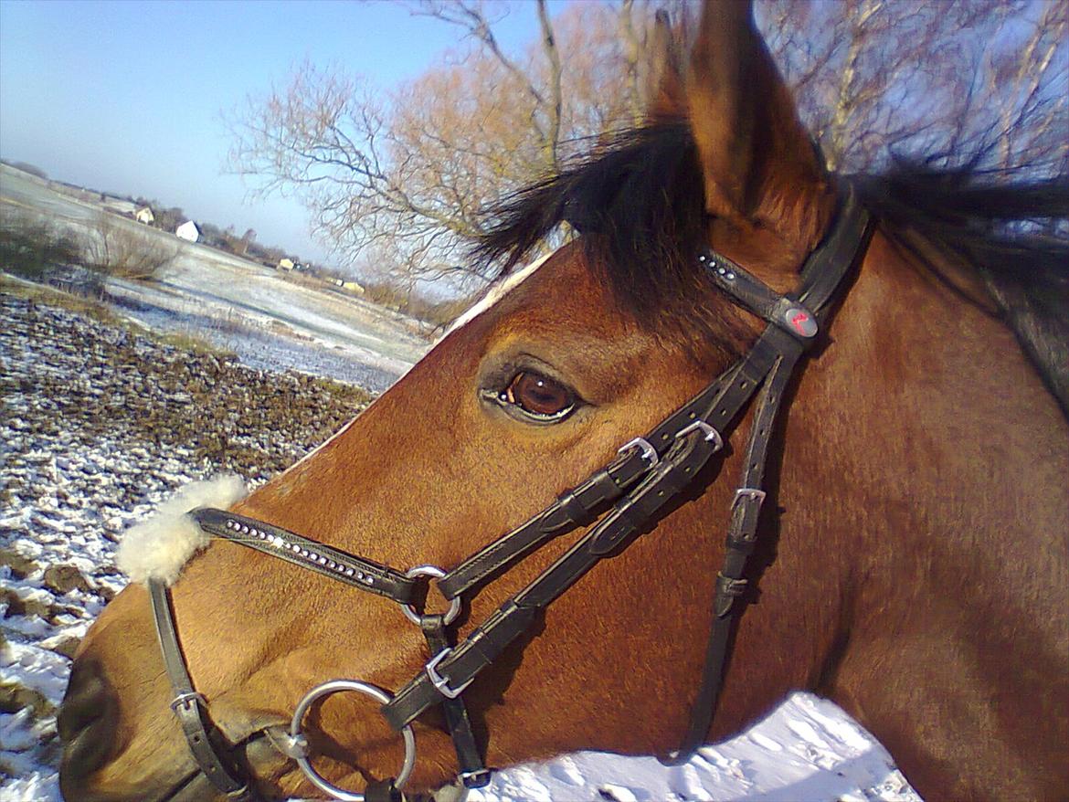 Hollandsk Sportspony Kandy<3 R.I.P.savnes!<3 - det er der for jeg elsker dig!<3
(foto:Mig) billede 15