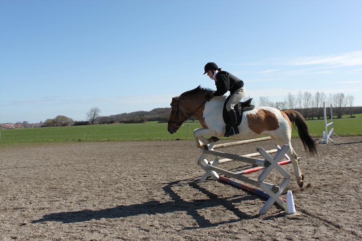 Anden særlig race Tristan - Spring stævne på ØHE <3 billede 6