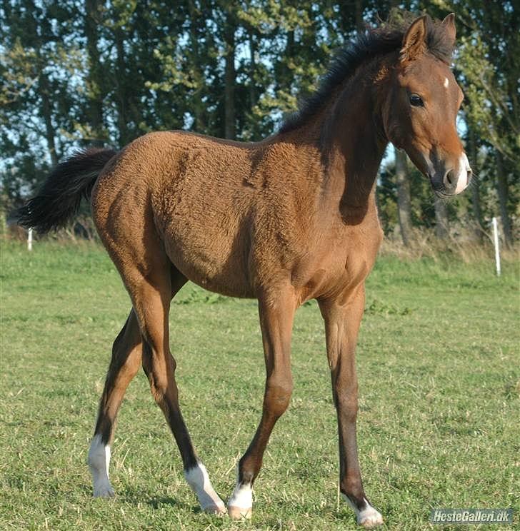 DSP Møgelholtgårds Kiss Me - Velkommen til Møgelholtgårds Kiss Me's Profil<3
Ejerens billede - Lånt billede 1