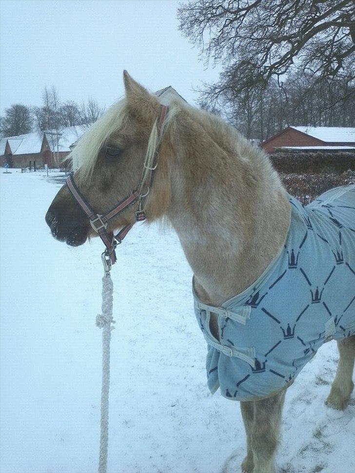 Anden særlig race cæcar - vinter 2012 billede 17